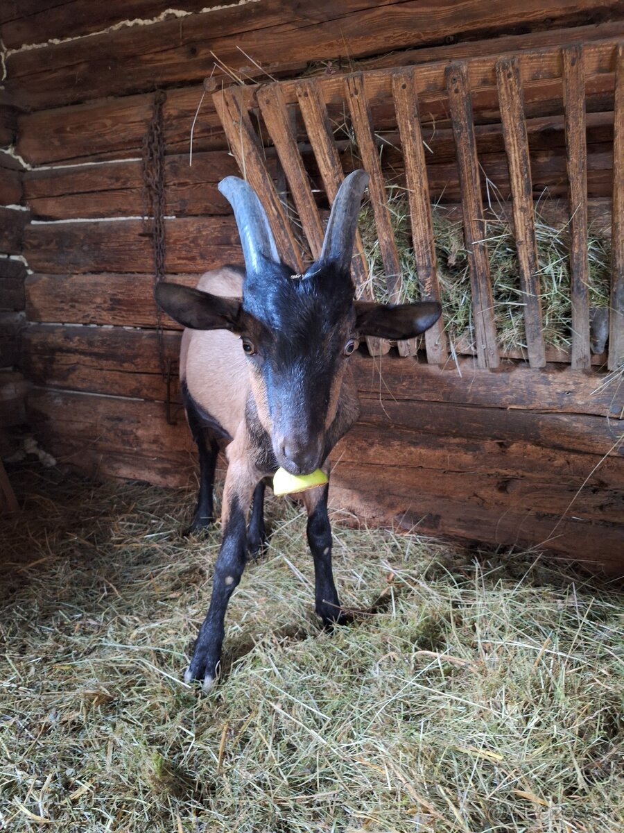 Capko