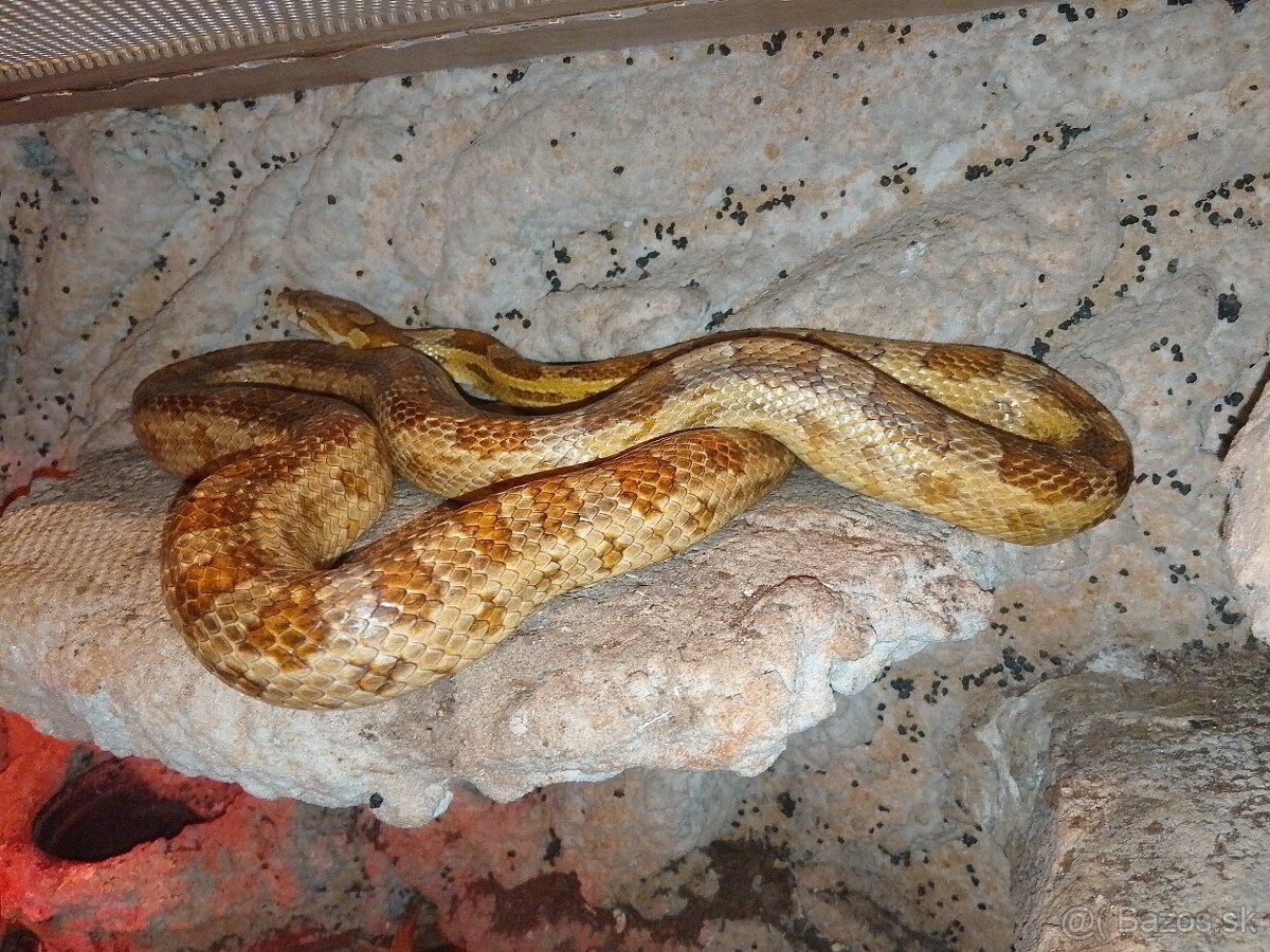 Uzovka Caramel