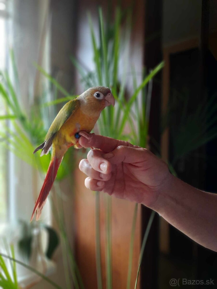 Pyrura