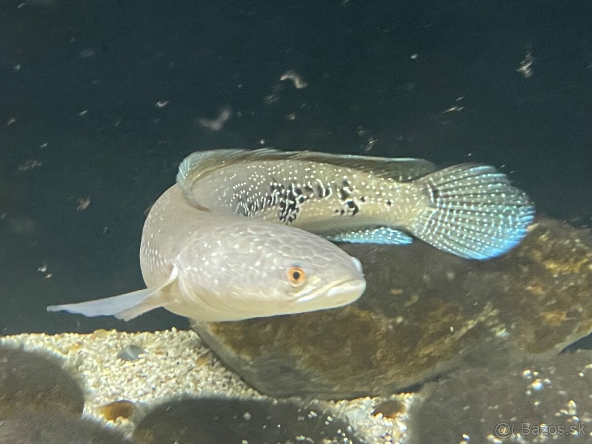 channa marulioides