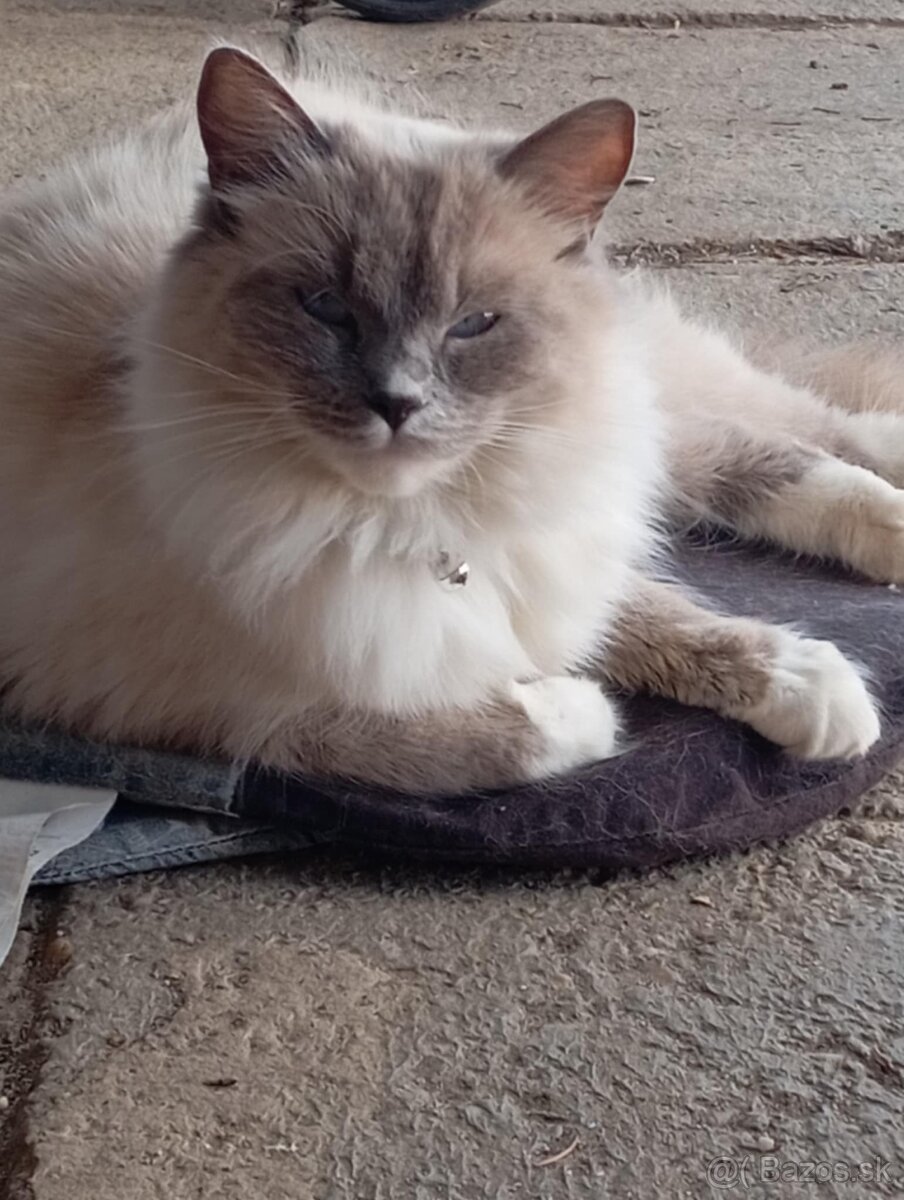 Ragdoll