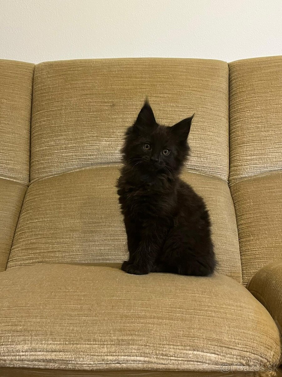 Mainské mývalie mačiatka,Maine coon.