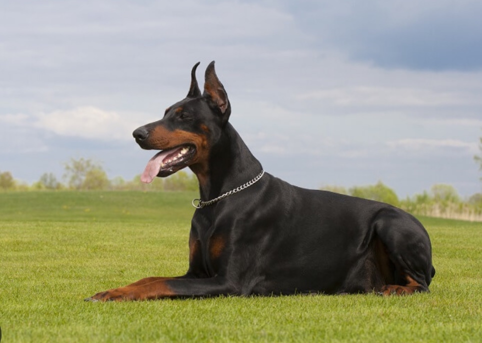 Doberman