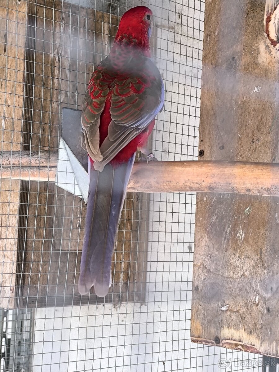 Rozela penant samicka