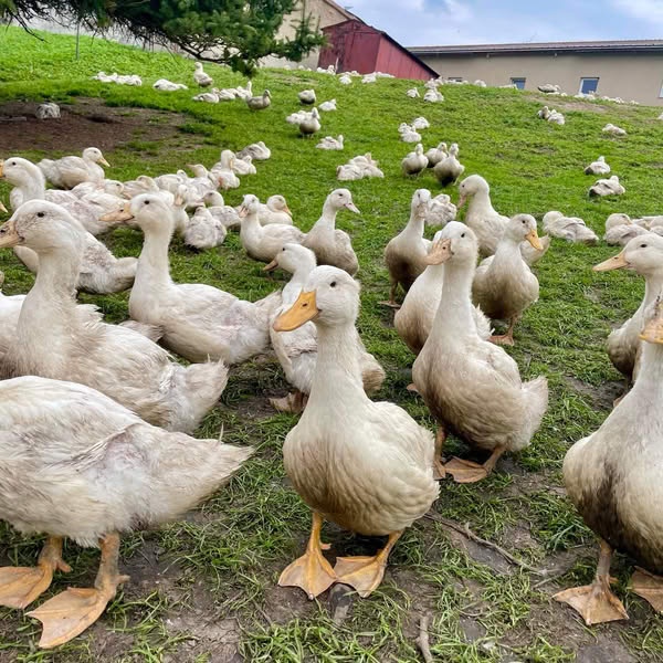 Kačky brojlerove,Husokačky Mulard,Husi biele,Husi Šede