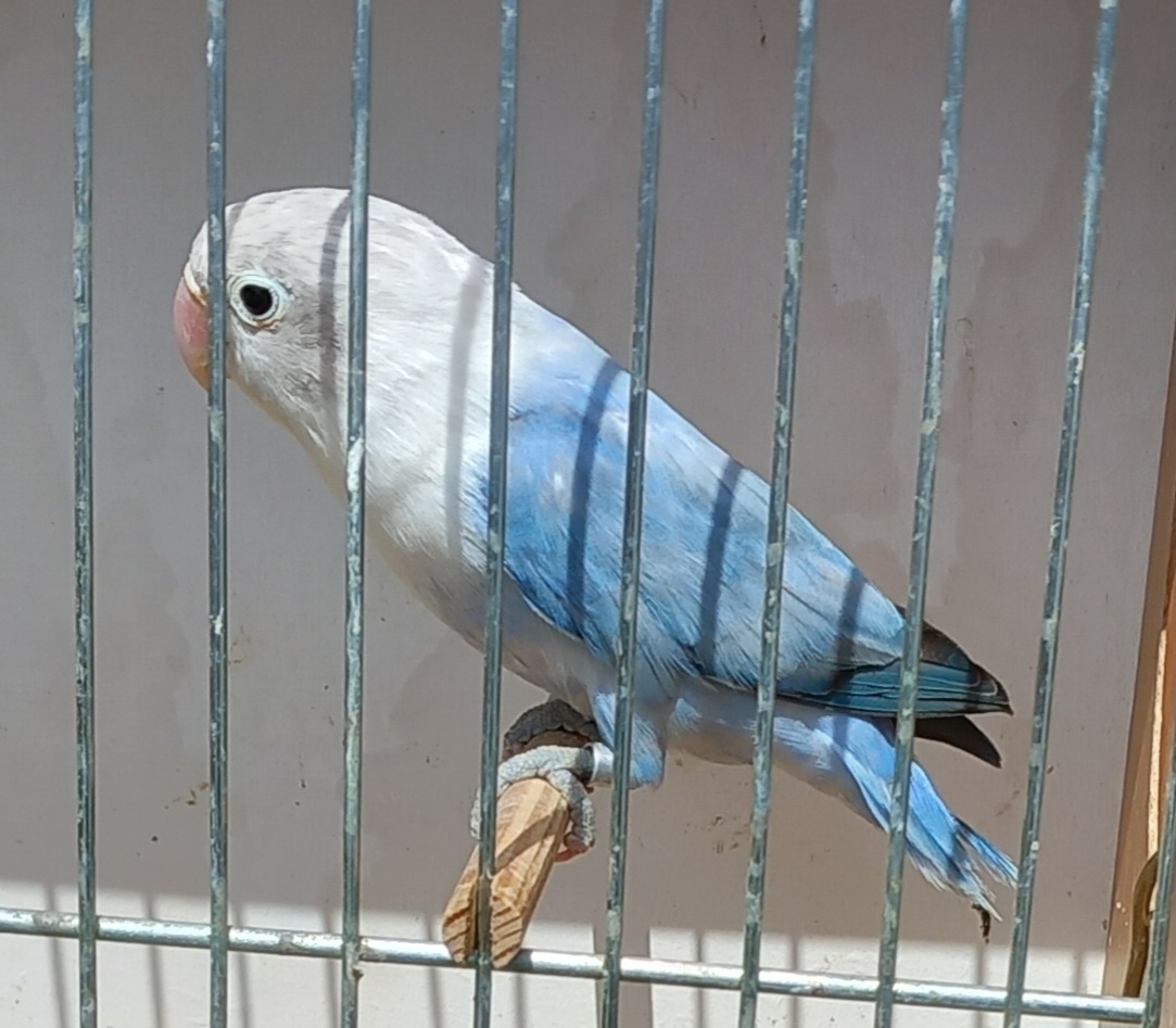 Agapornis fischeri edged opalín