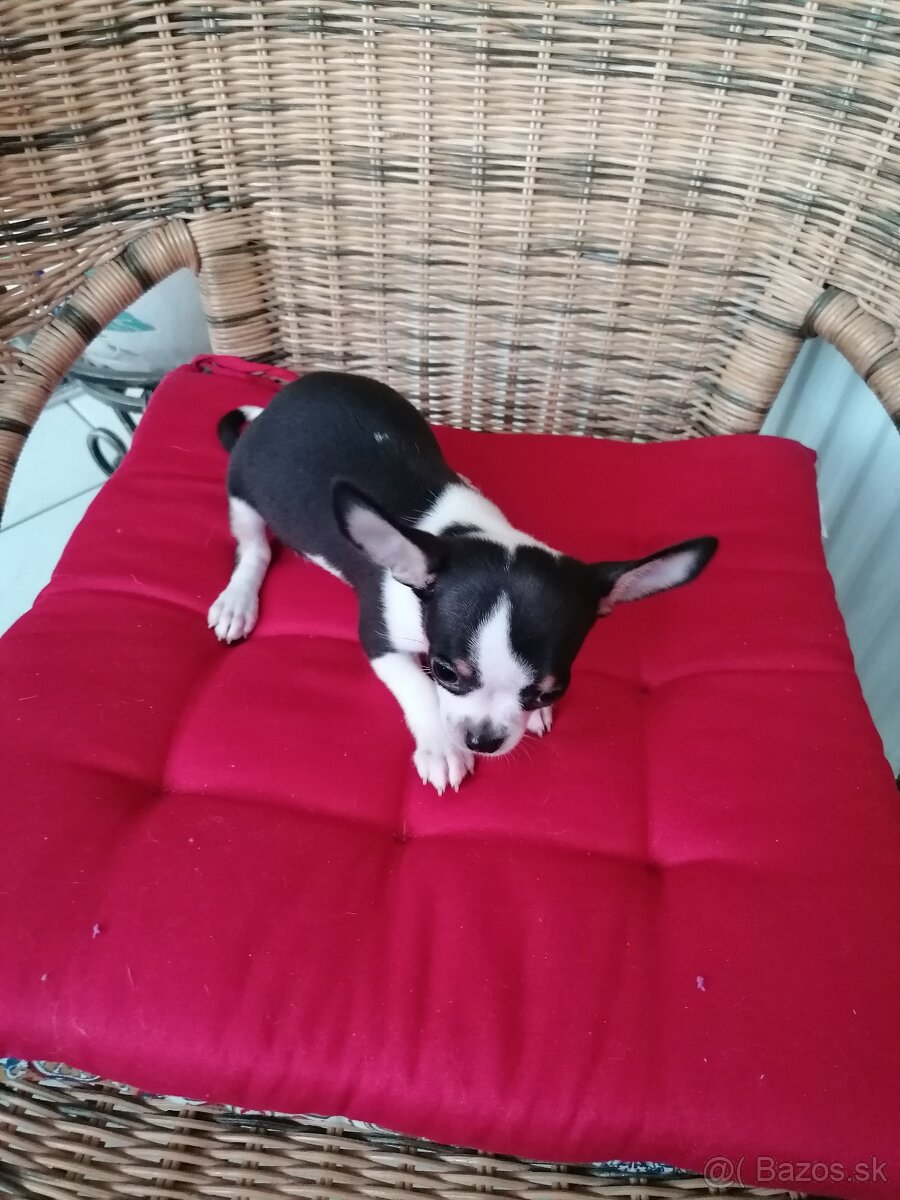 Čivava krátkosrstá