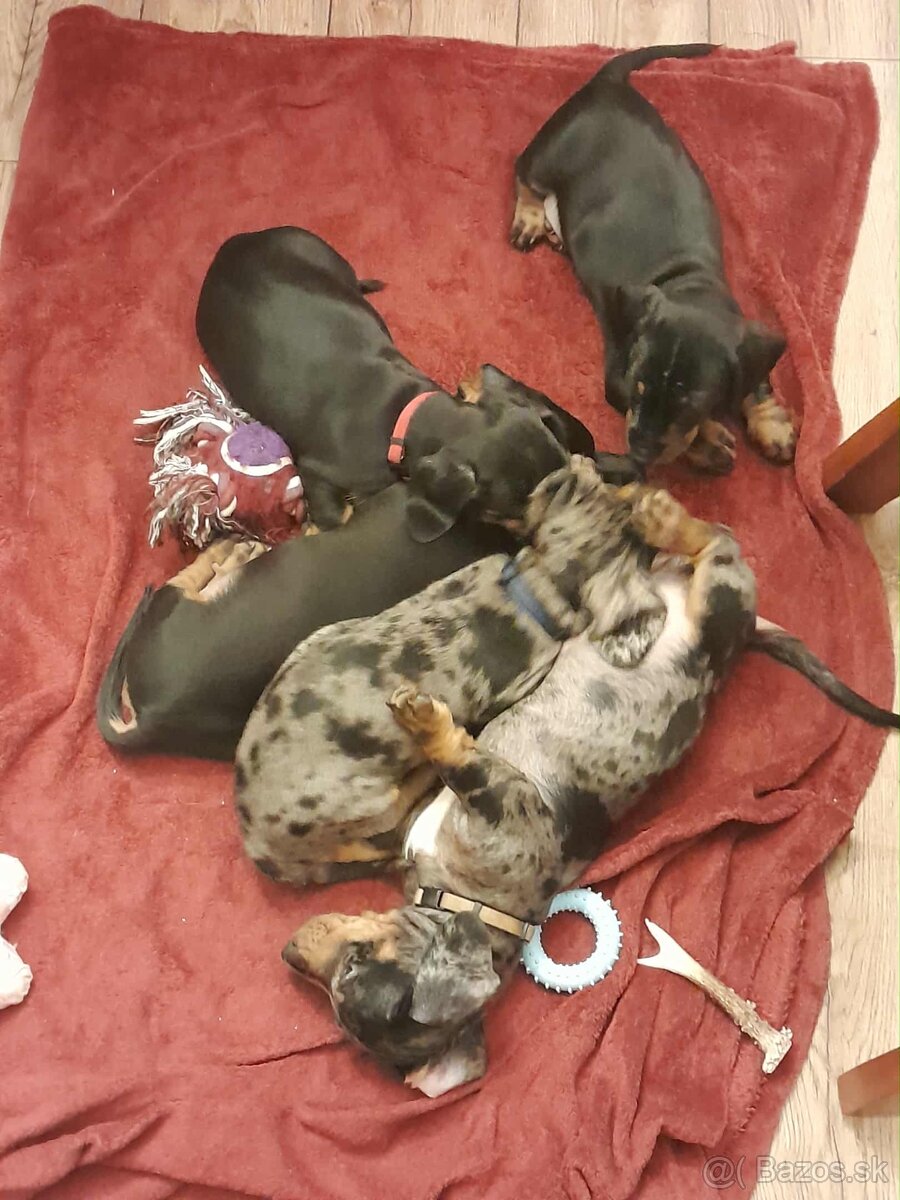 Jazvečík krátko srstý  nar.23.8