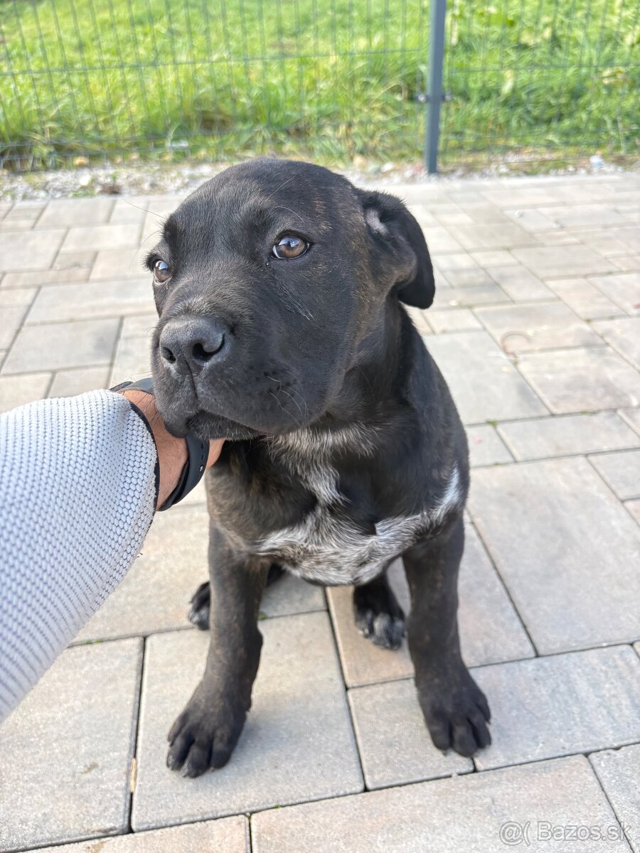 Predám šteniatko cane corso