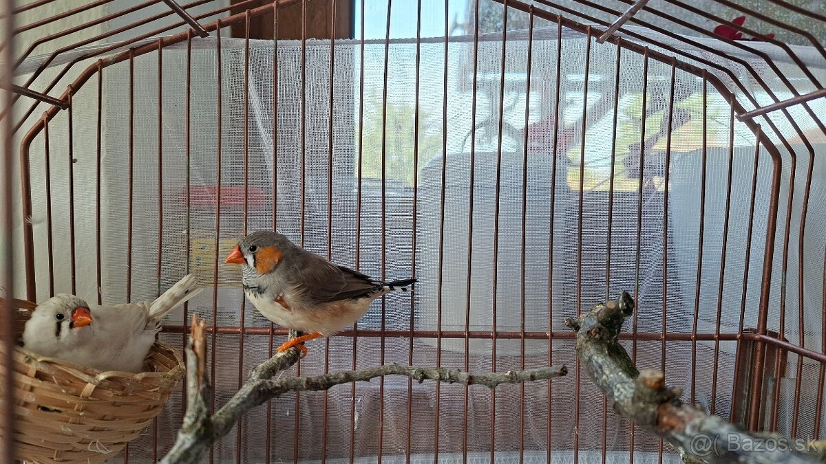 Zebrička austrálska