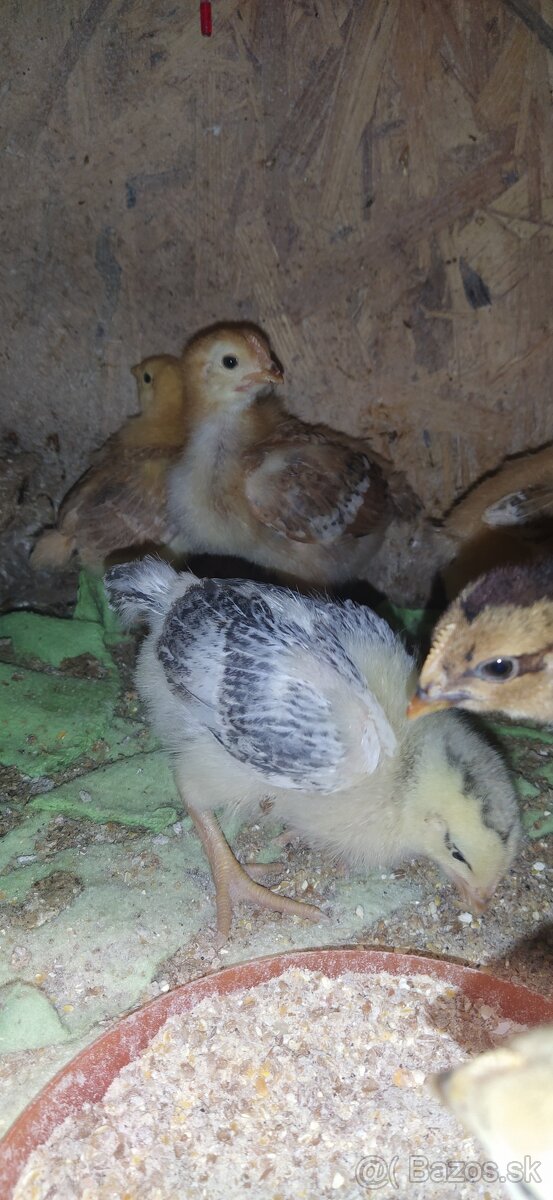 Predám kuriatka hempšír a kalimero