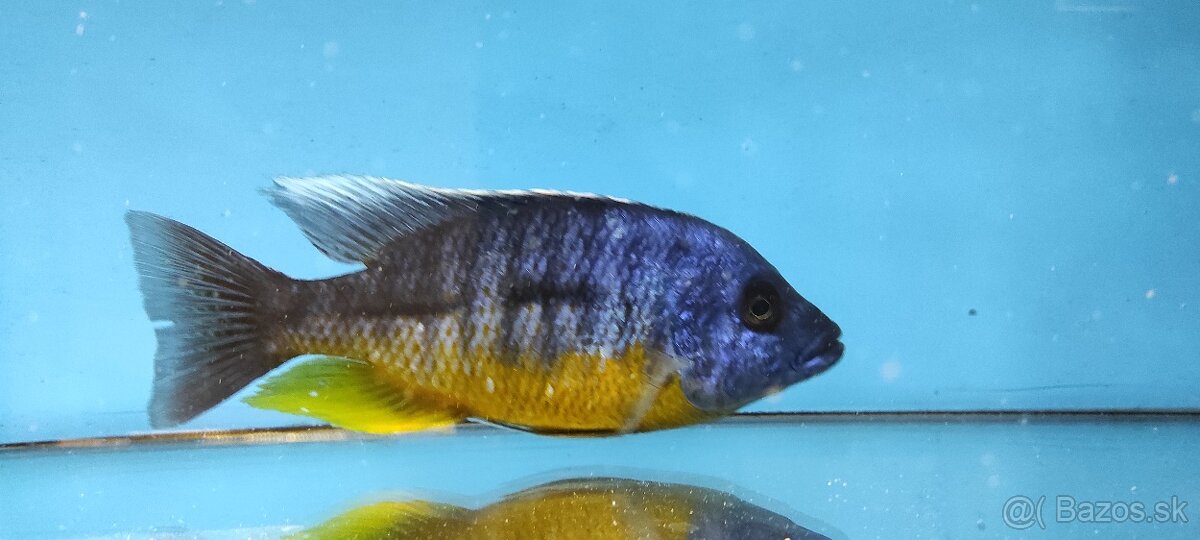 Africké Cichlidy
