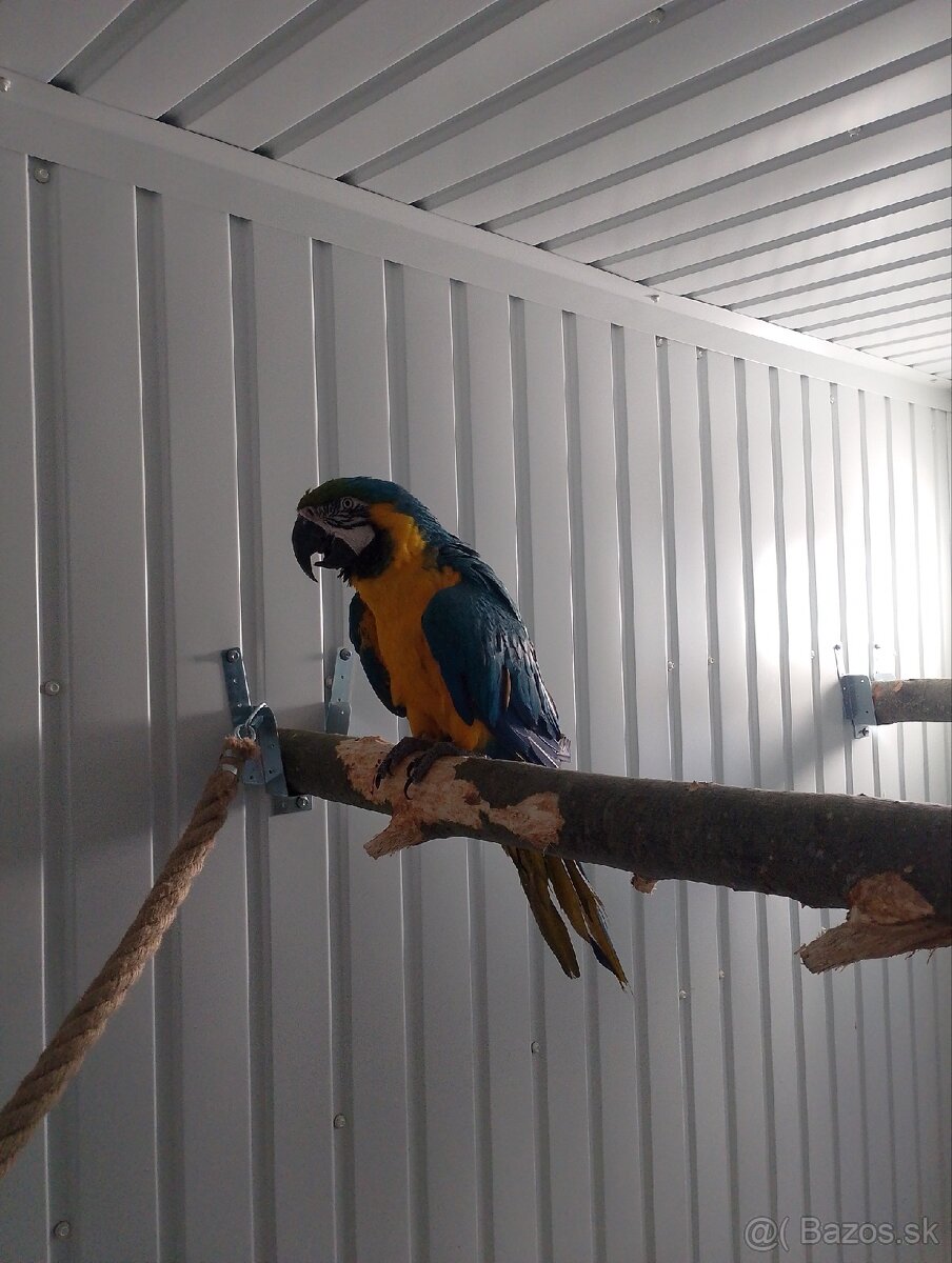 Ara ararauna