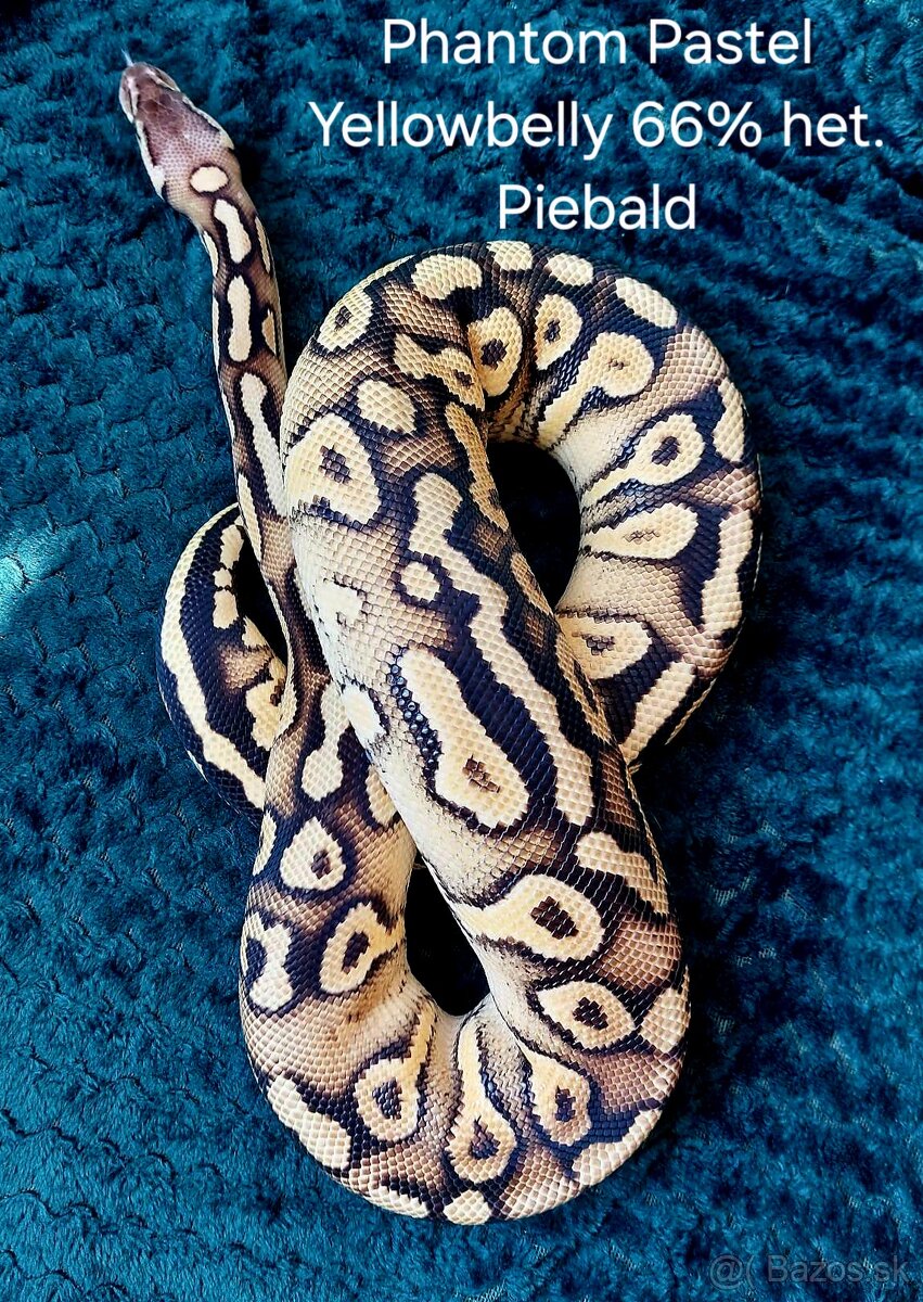 Python Regius