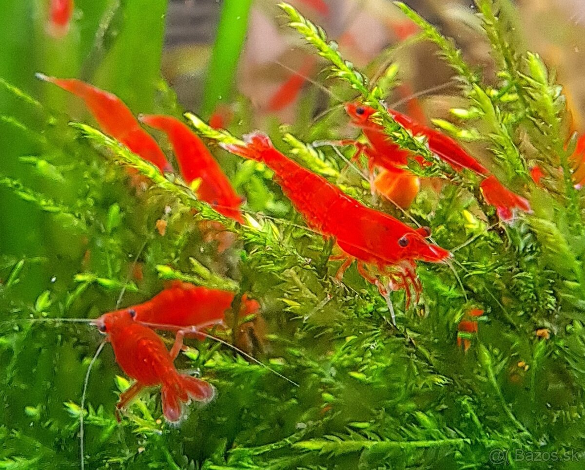 Bloody Mary krevetky