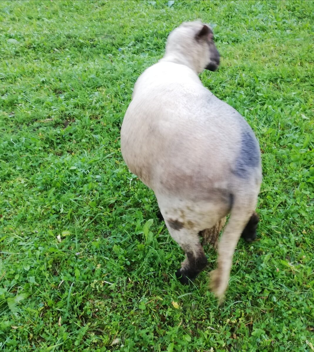 Predám /vymením Barana za ovcu