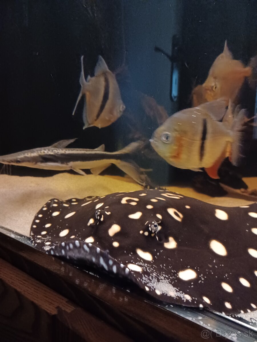 potamotrygon black diamond