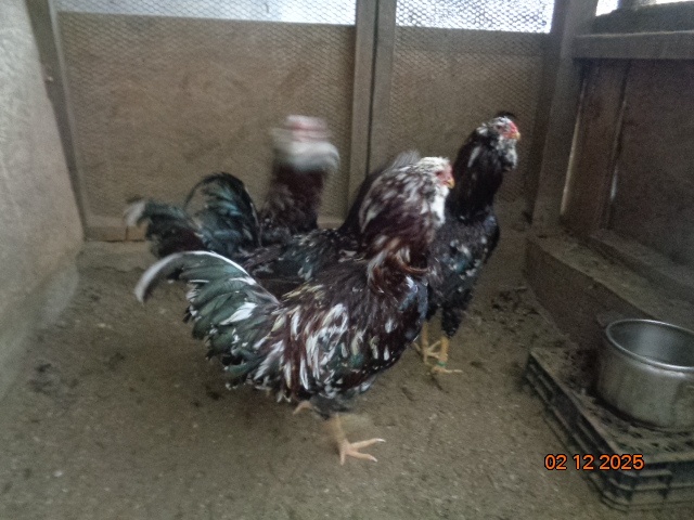 Orlovka pestrá-kohúty