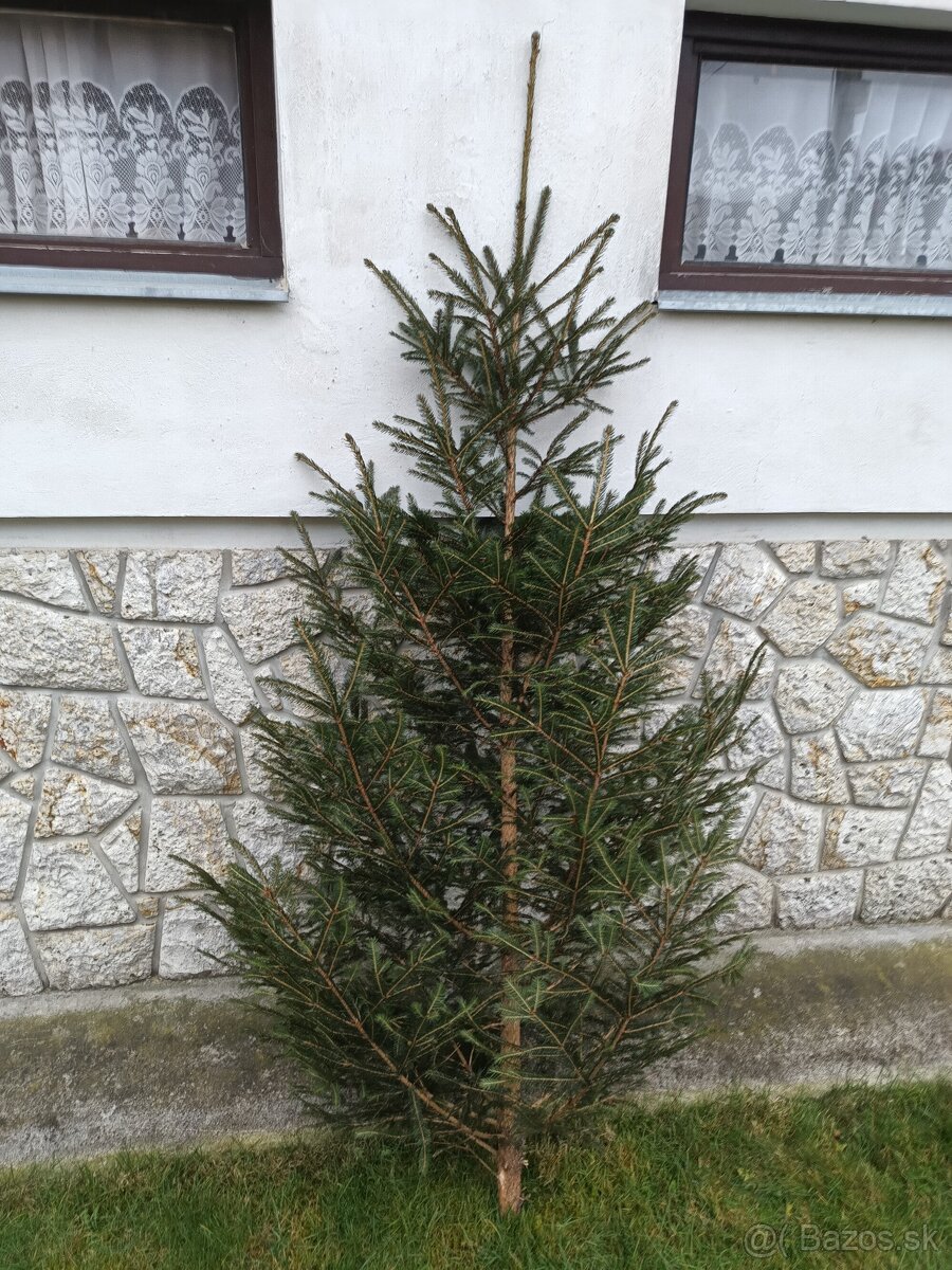 Živý vianočný stromček smrek 2,2m