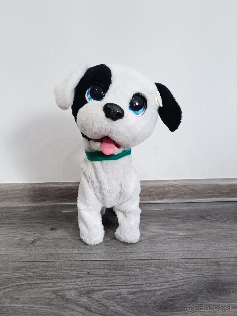 Predám psíka bowie