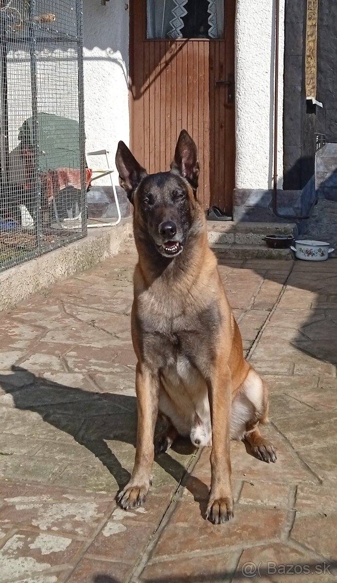Belgicky ovciak malinois
