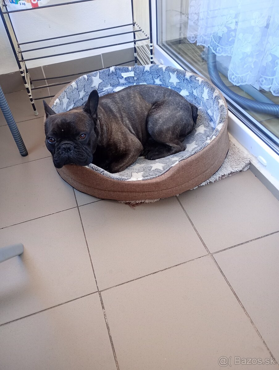 Predám Francúzskeho Buldočka Čiernej farby Čisto krvný