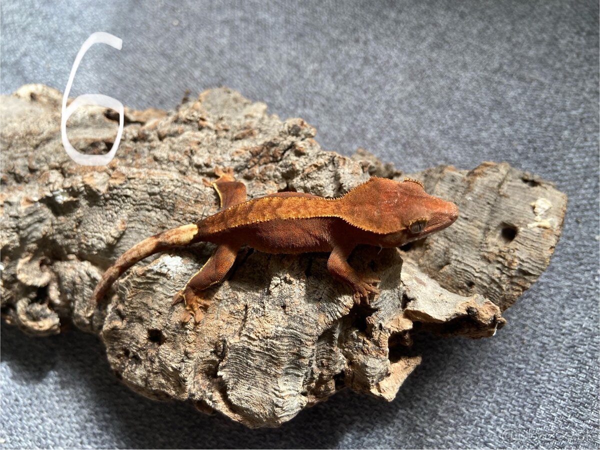 Pagekon riasnatý - Correlophus ciliatus