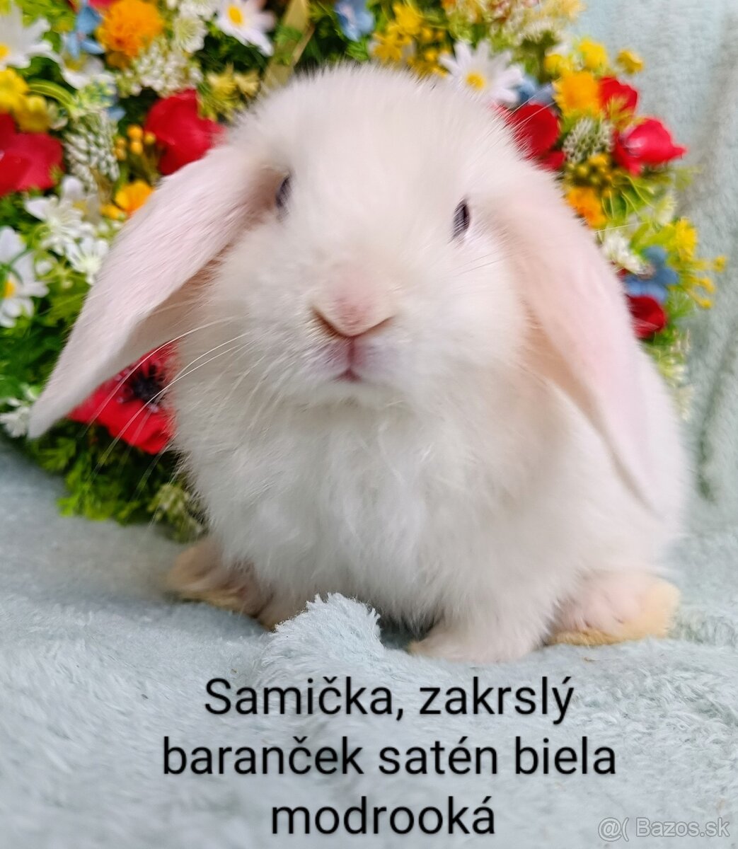 Zakrslý baranček satén s VP samička biela, modré oči