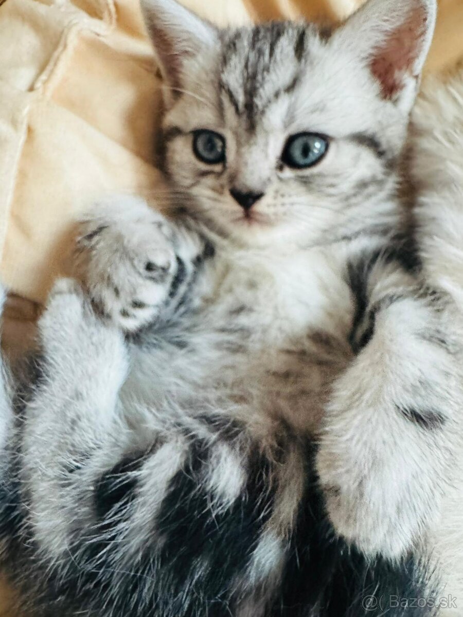 Britské krátkosrsté whiskas mačiatko