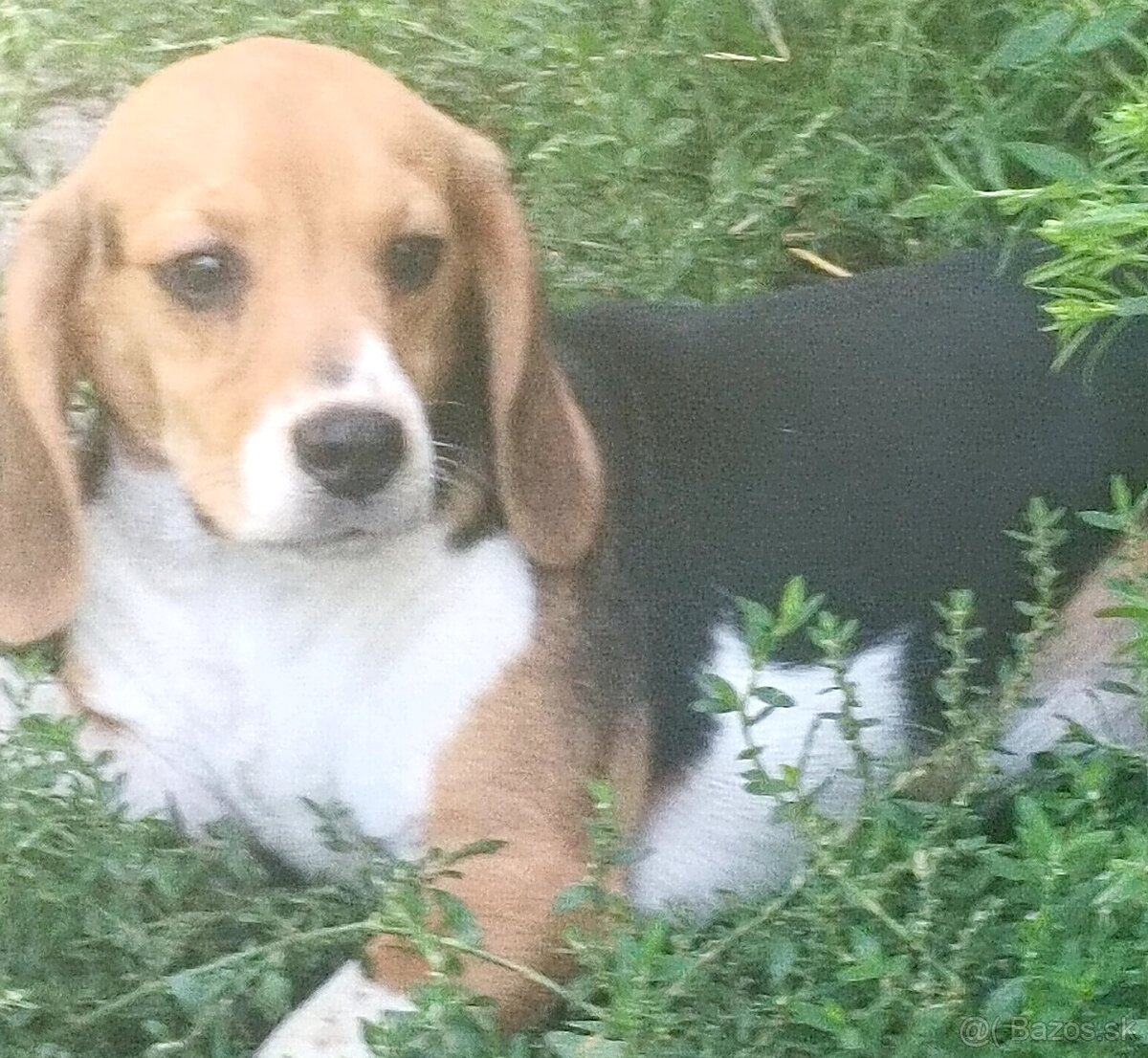 Beagle, bigel, bigl bez PP