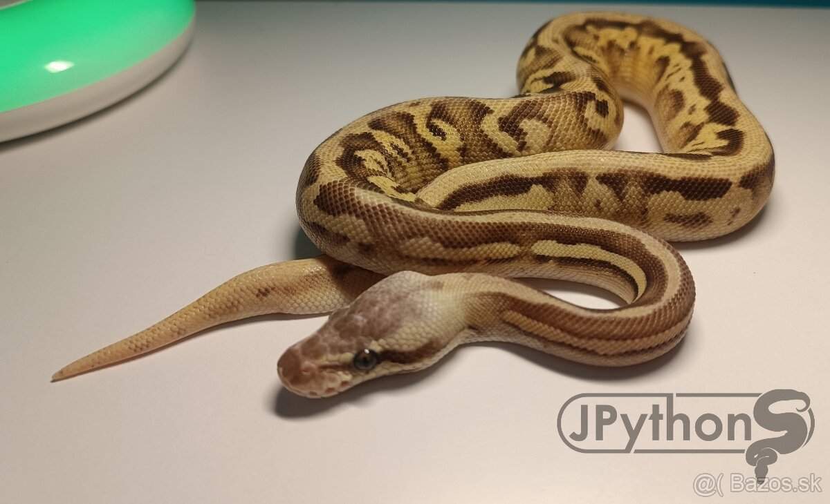 Python regius / pyton kralovsky