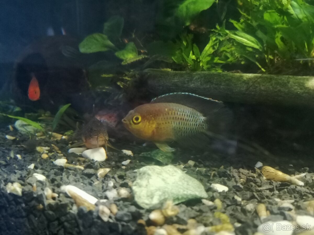 Akarka zelená ( Nannacara anomala )