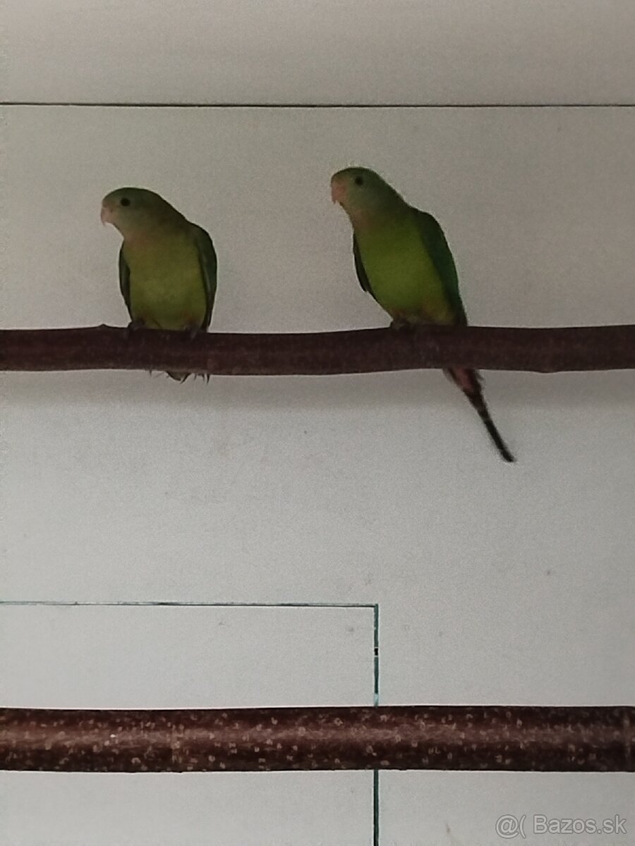 Papagáj nádherný Baraband