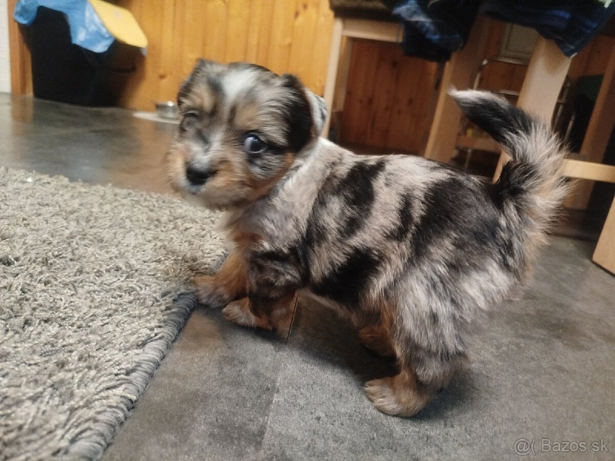 Yorkshire Biewer blue merle