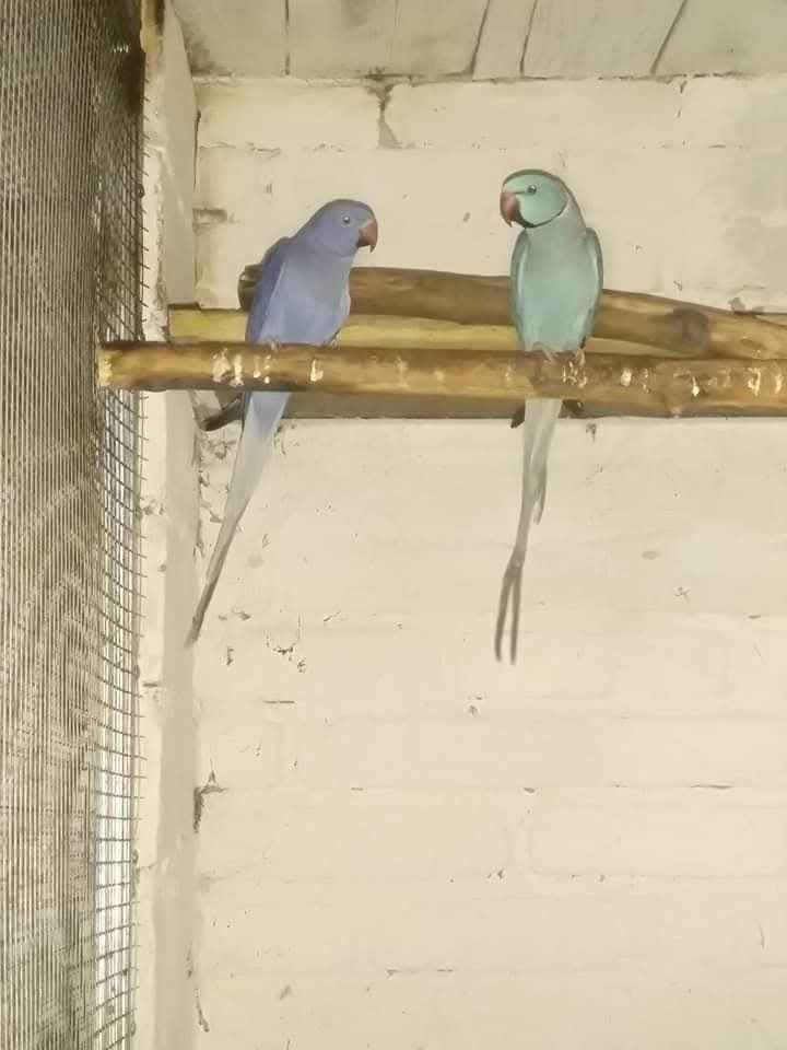 Alexandre malé-chovné páry