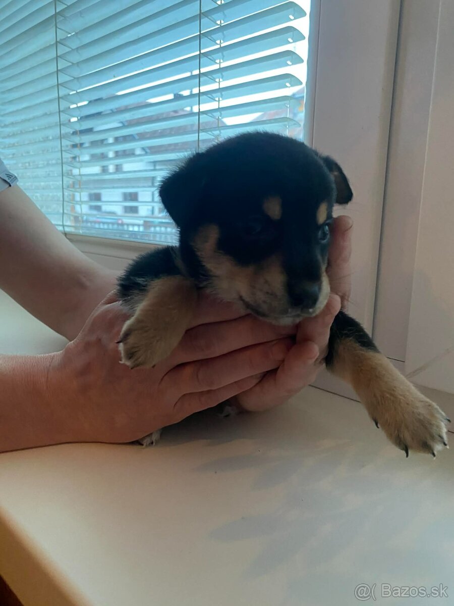 Šteniatko jazvečíka