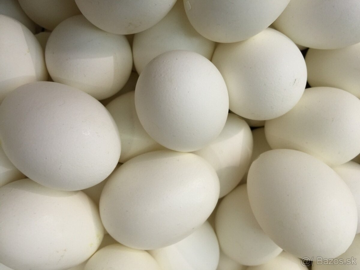 Kúpim násadové vajcia - slovenská biela hus