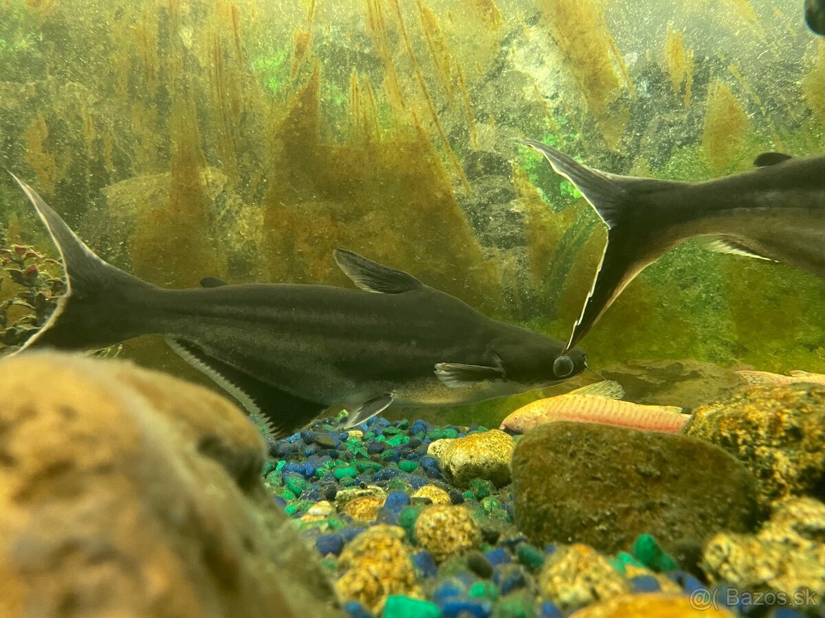 Panagasius