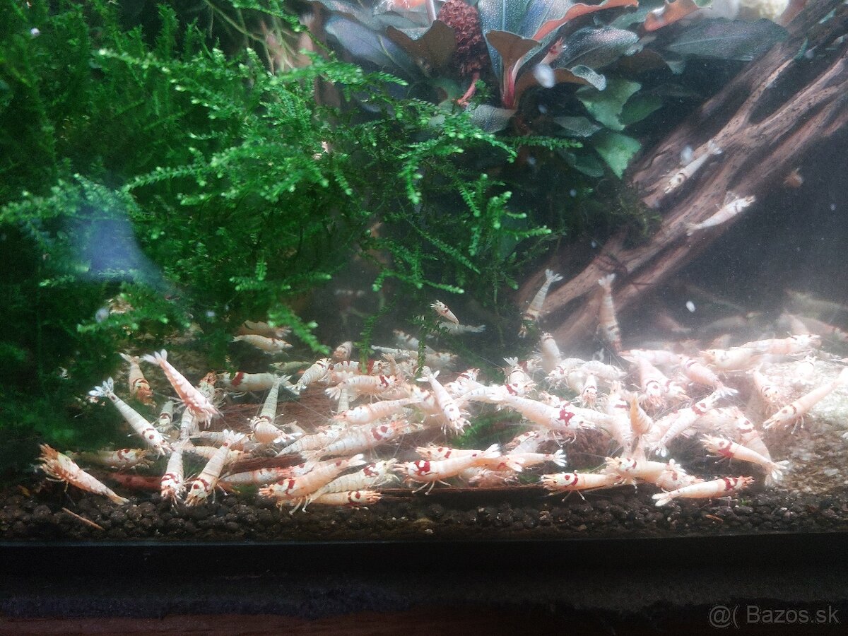 Predam krevetky Caridina