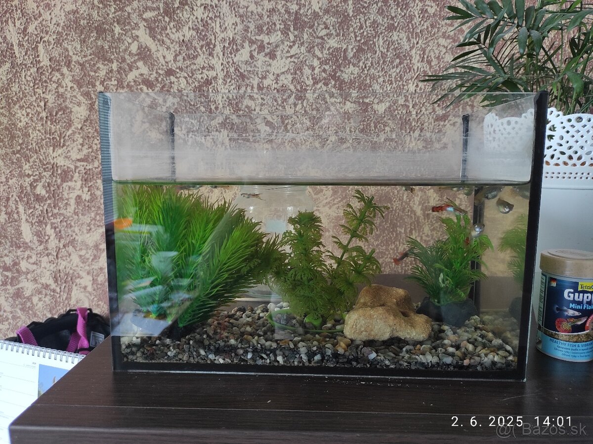 Akvarium s gupkami