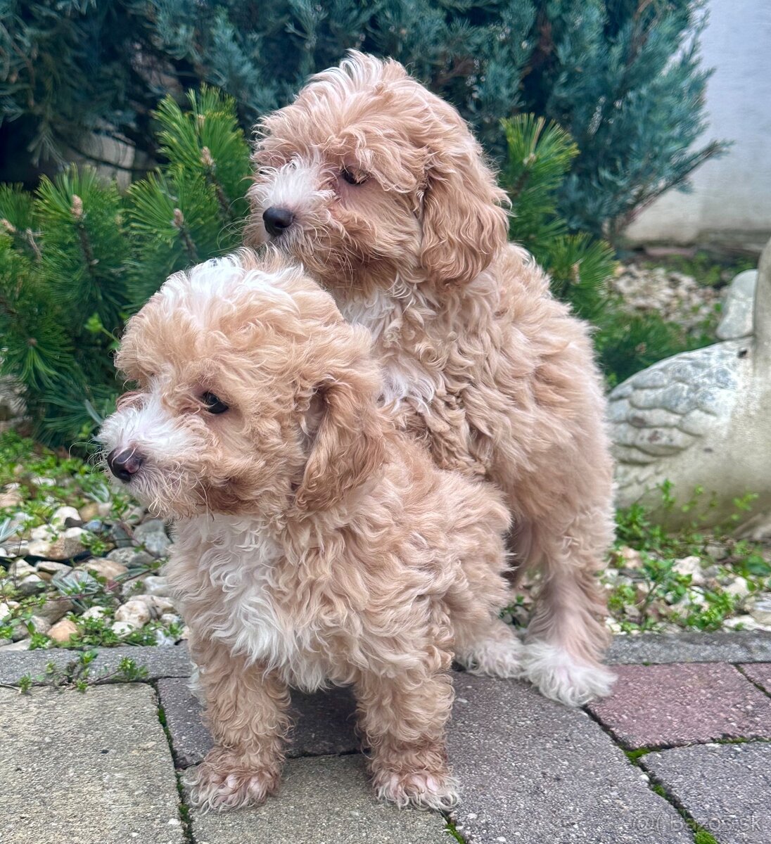 Maltipoo, pudel, maltezak
