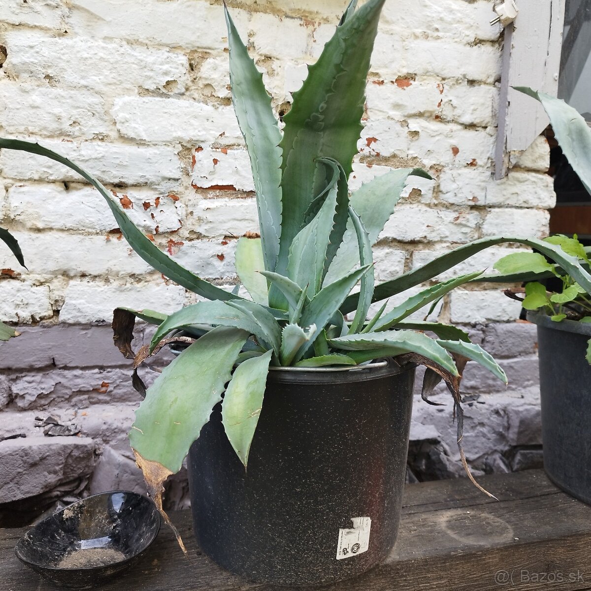 Aloe Vera