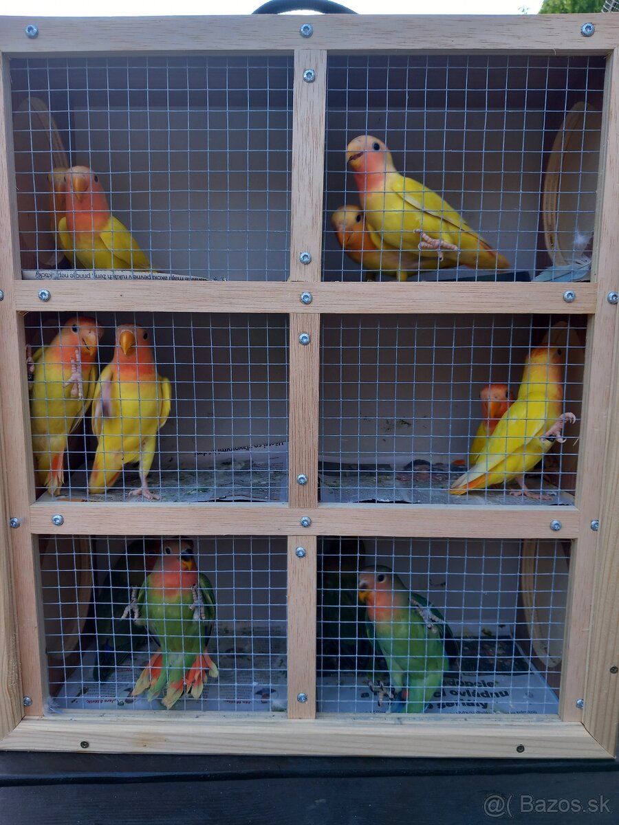 Agapornis ružovohrdlý