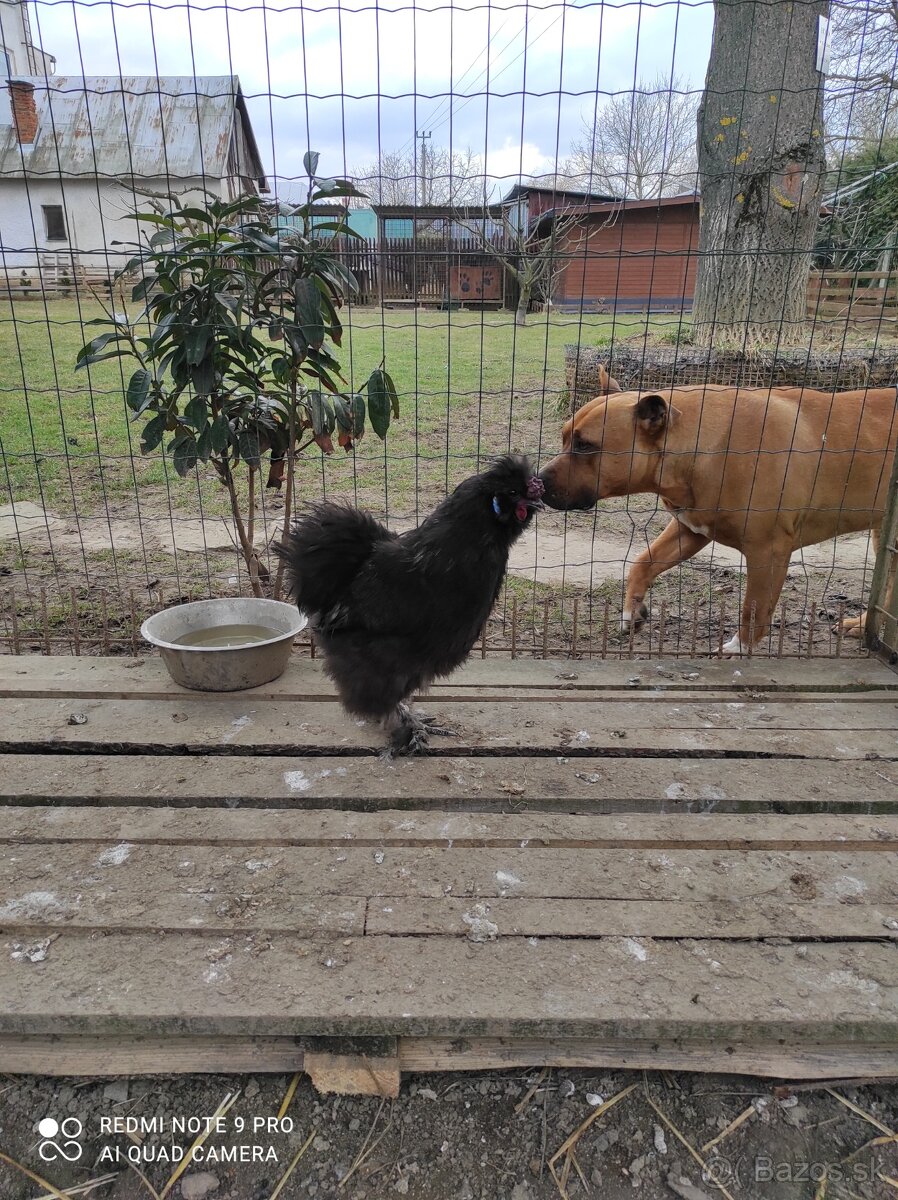 Araucana Hodvabnicka