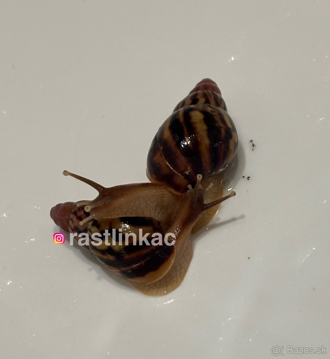 Mladé slimáky Lissachatina iredalei Zanzibar