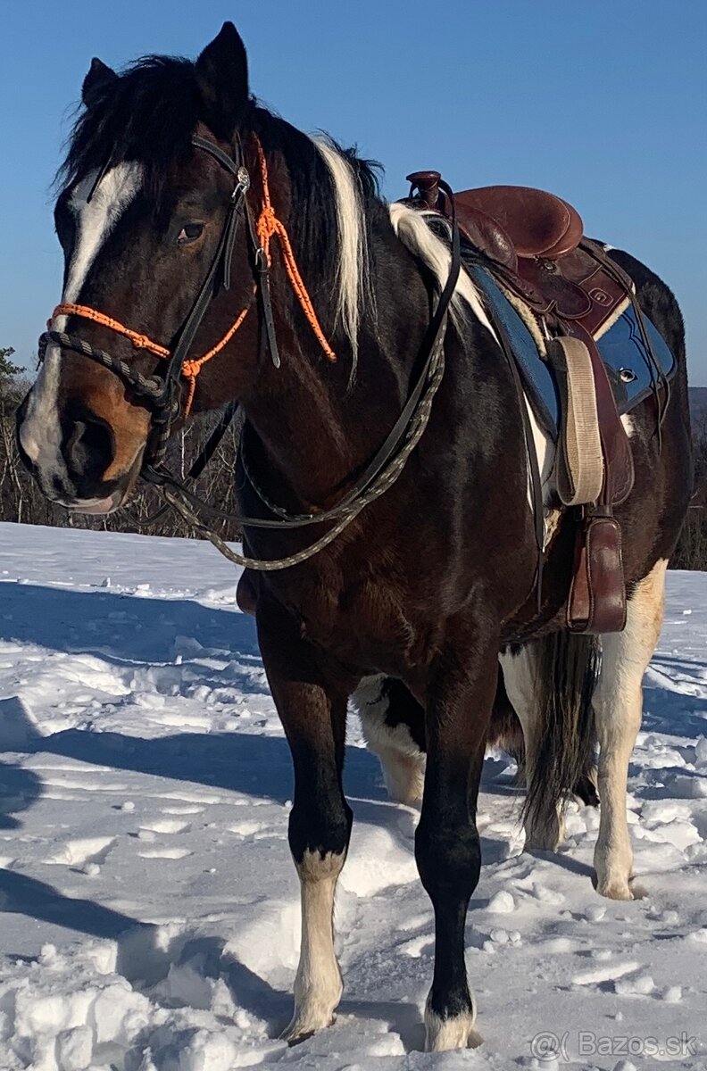 Pripúšťanie APH žrebcom