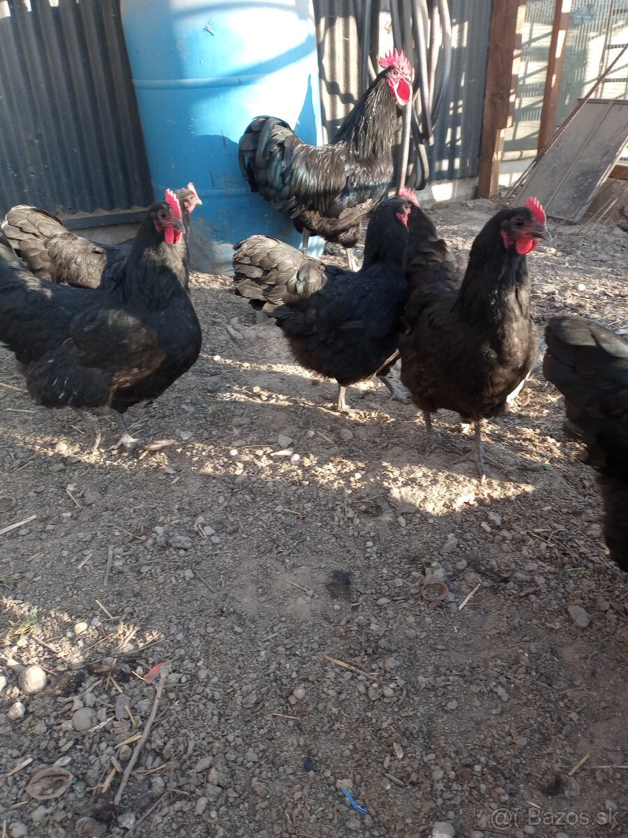 Násadové vajcia australorp