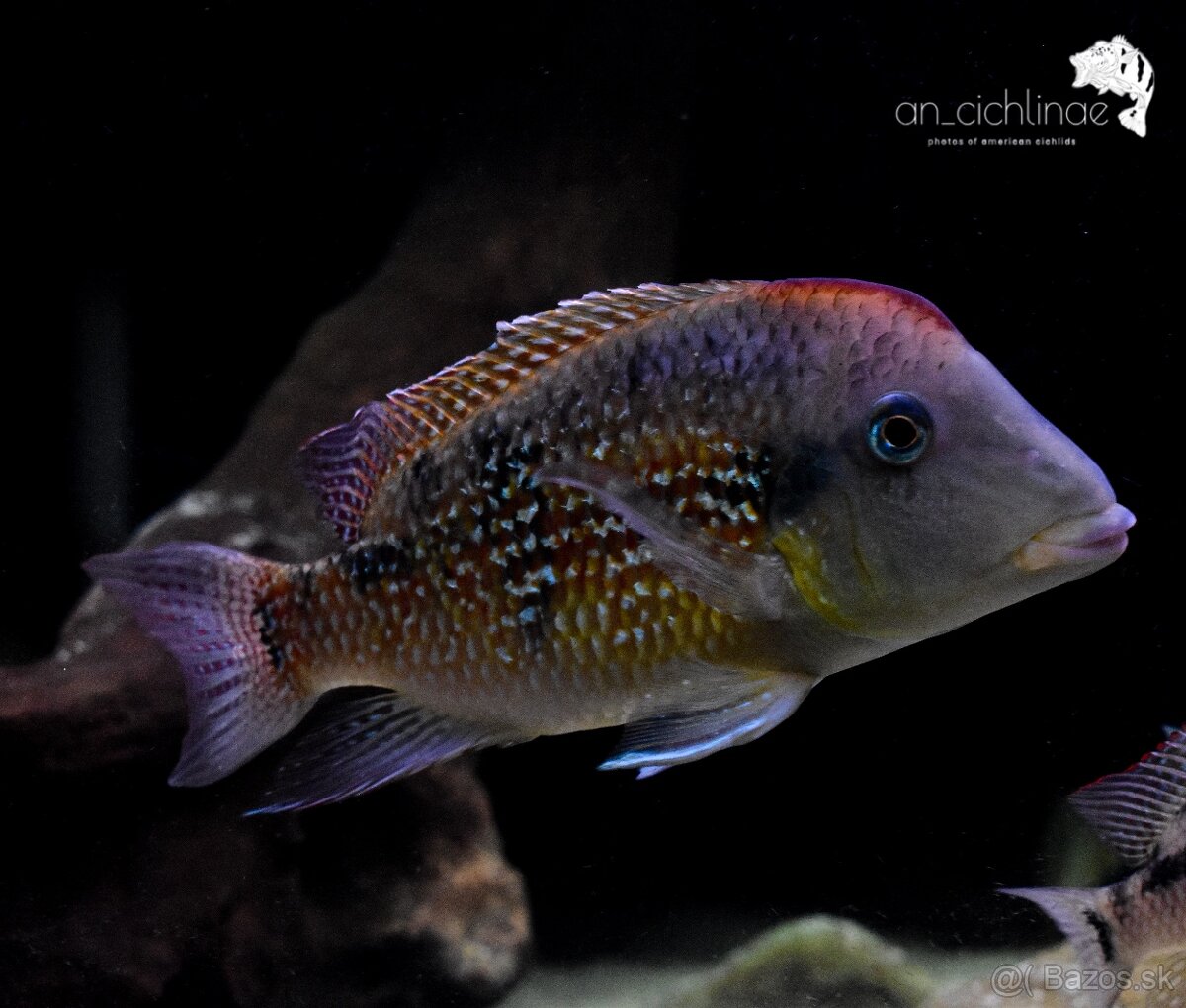 Geophagus sp. Alto sinu- odchov