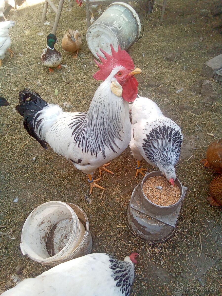 Vlaška ....COLUMBIA a PASIKAVA NV