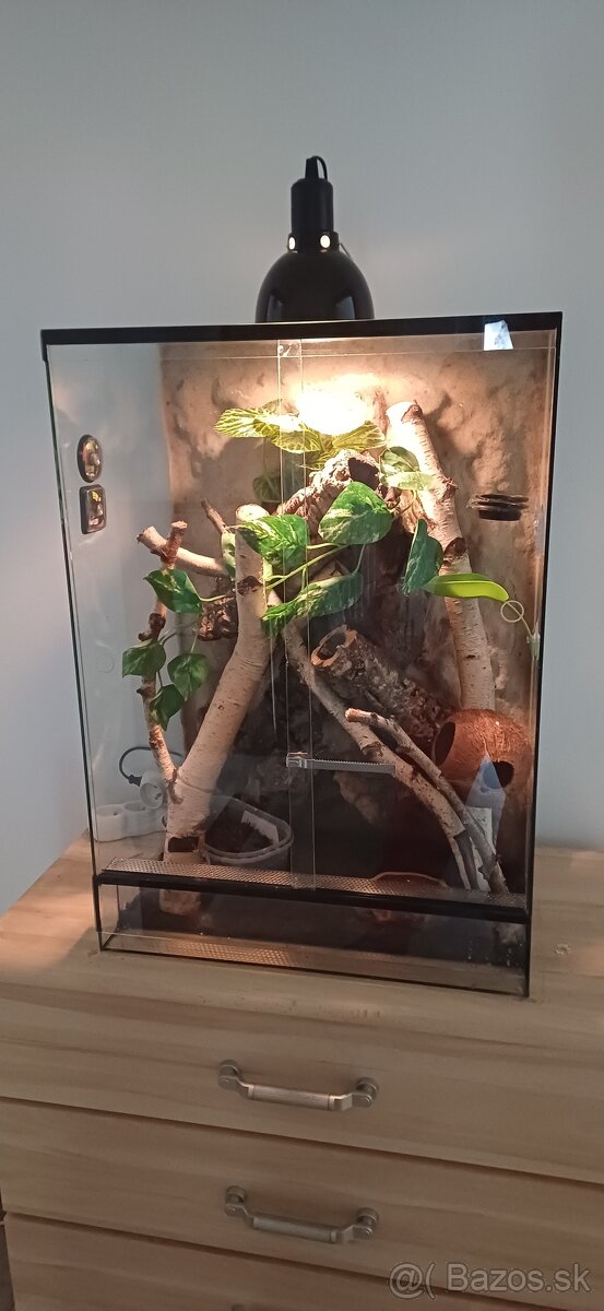 Pagekon riasnaty plus terarium